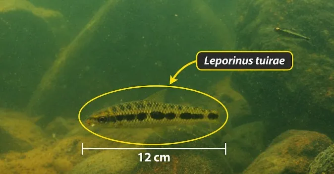 UFPA descobre nova espécie de peixe no Rio Xingu