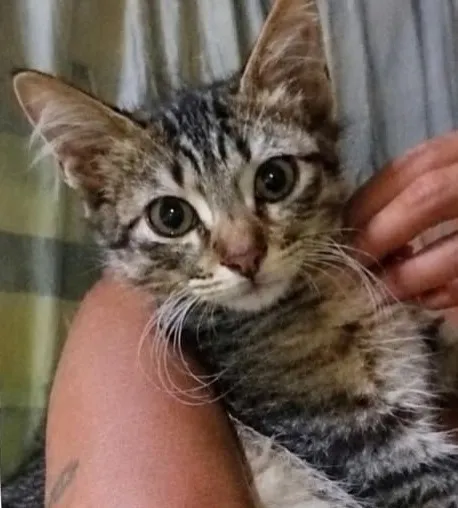 Família procura por gatinho desaparecido visto pela última vez na rua do 'Bar dos Cornos'